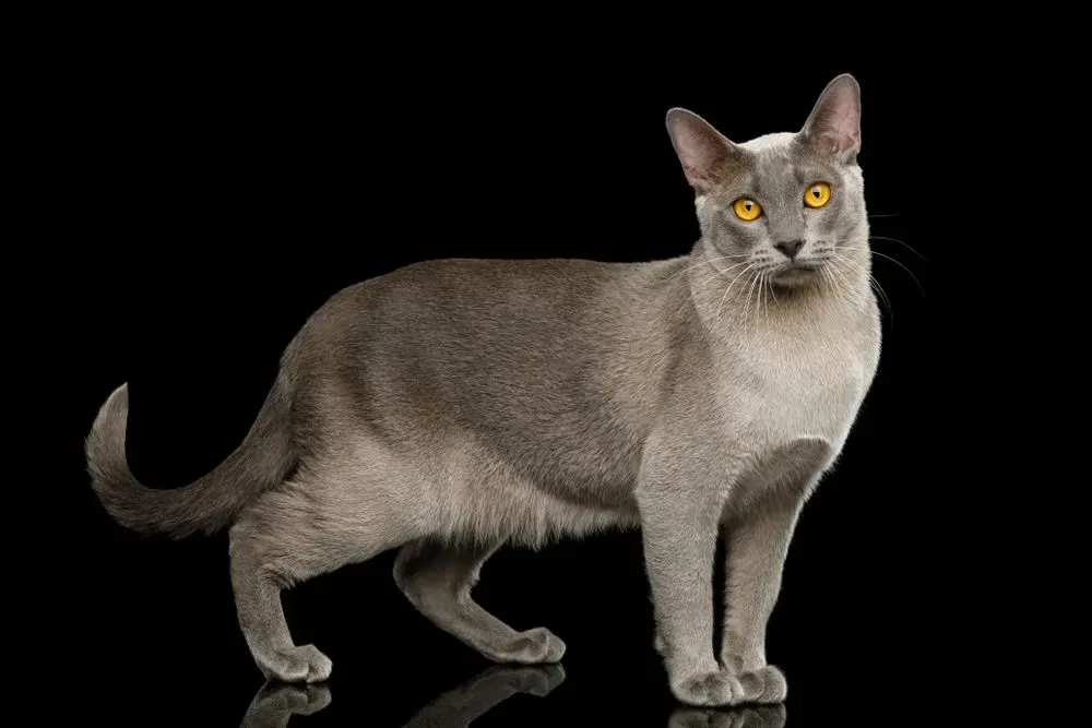 A Burmese cat can be found in various colors.