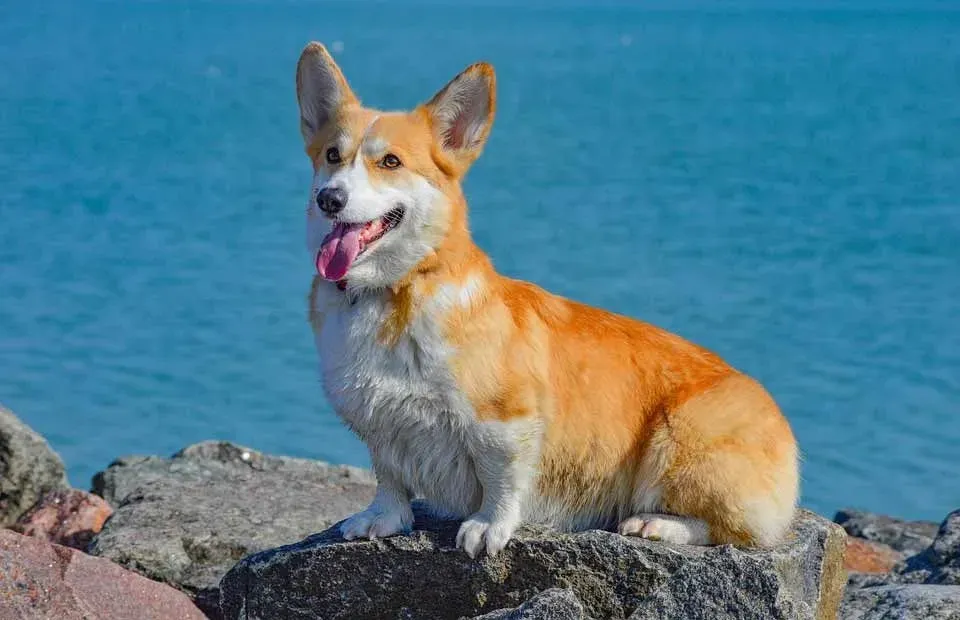 Corgi puppies have short legs and a high energy level.