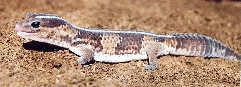 The fat tail of this gecko is one of the identifiable and distinguishing features.