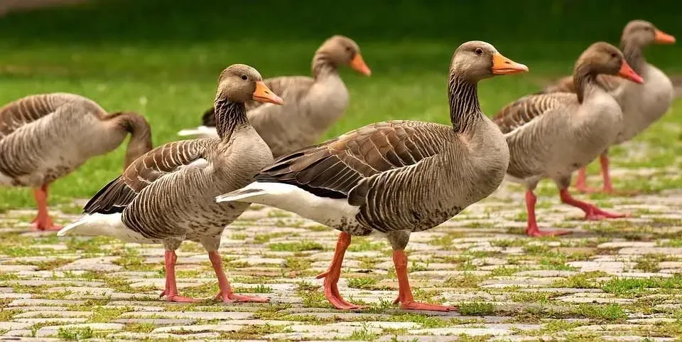 A goose is also known as waterfowl and they fly in a flock.