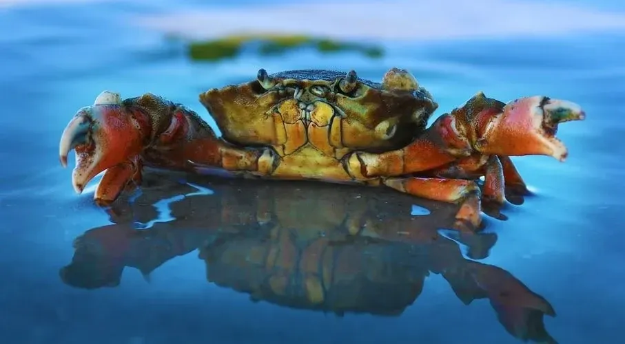 The Dungeness crab is bigger in size than many other crabs.