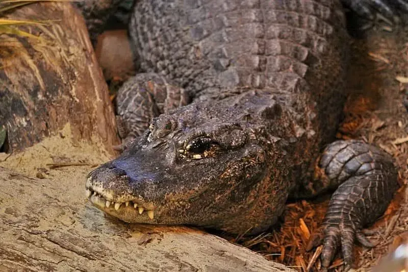 Read these Chinese alligator basic facts to get an understanding of these endangered reptiles.