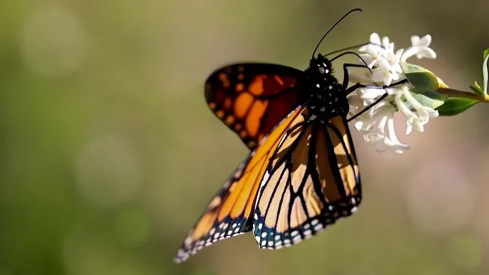 A monarch butterfly size can range drastically from butterfly to butterfly.