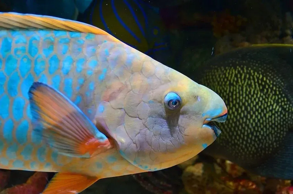 Parrotfish is seen all around the world in reef habitat.