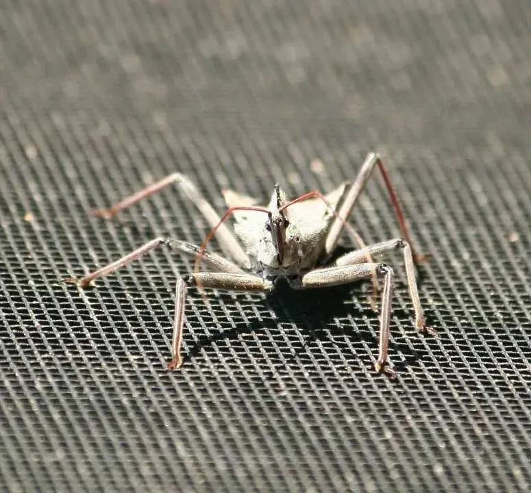 Wheel bug is an assassin insect.