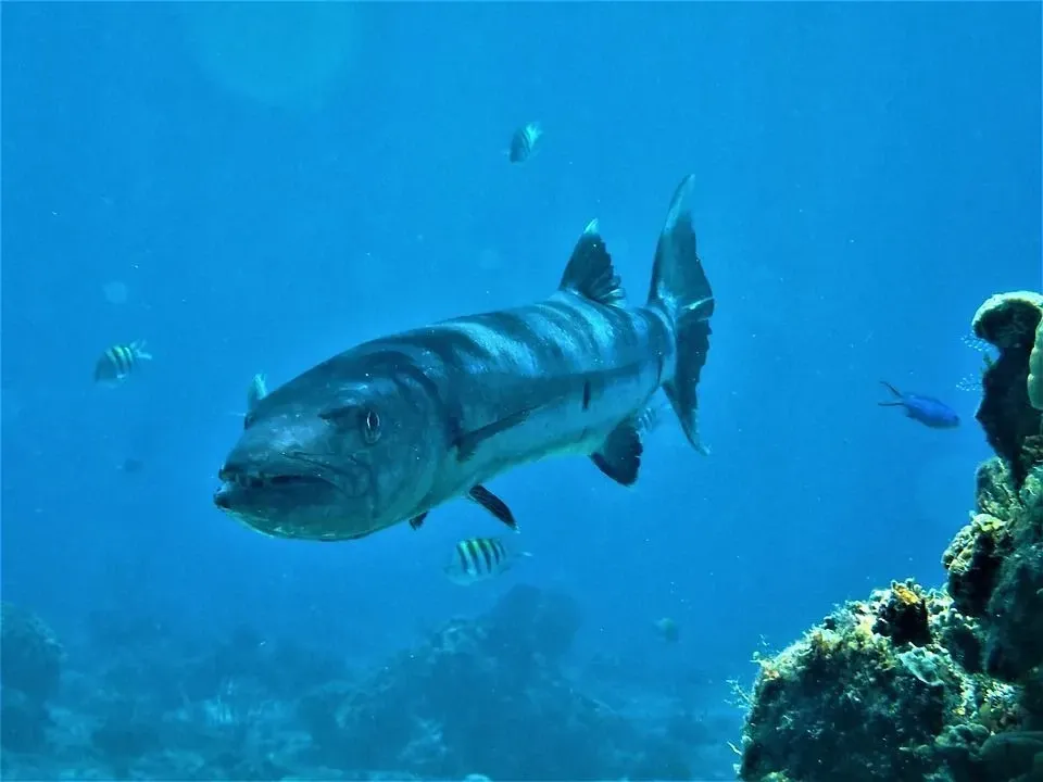 A barracuda fish can swim really fast.