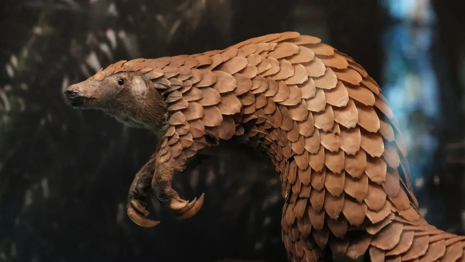 Pangolin is a scaly animal whose might soon become an Endangered species.