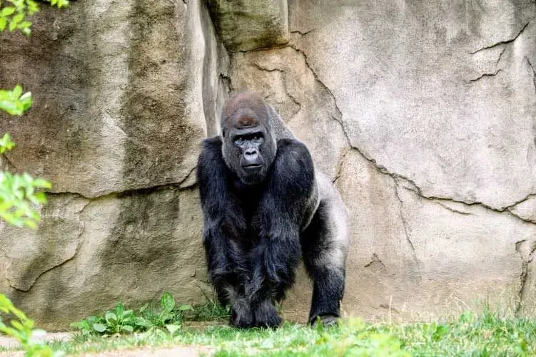 Fun facts of gorilla including mountain gorilla facts for animal lovers.