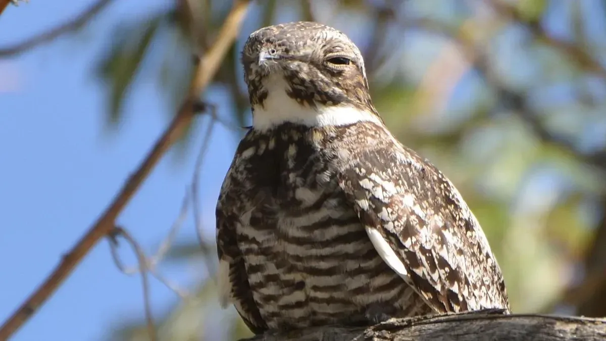Common Nighthawk keeps changing the direction of its flight