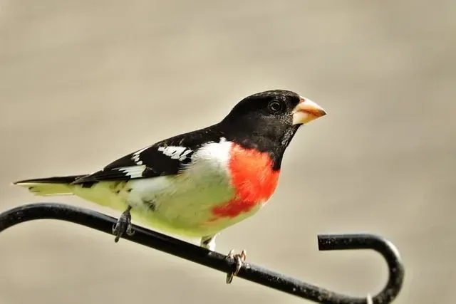 This bird has a red triangular-shaped pattern on its breast that makes it look very unique