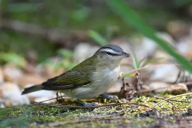 Palm Warblers forage the most on the ground when compared to their cousin species