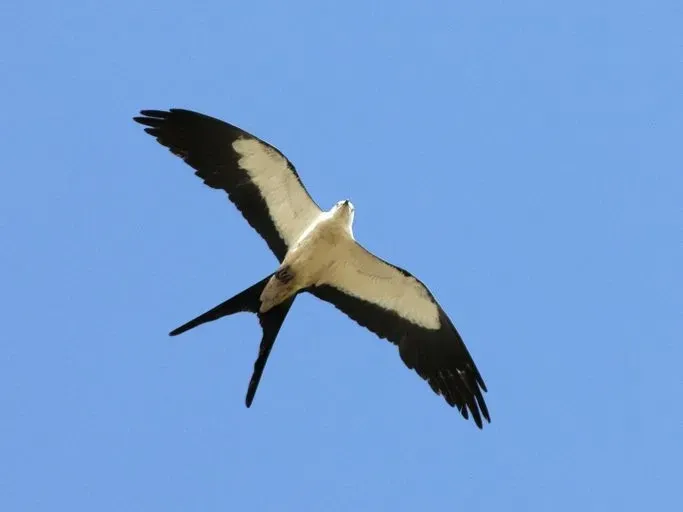Young Swallow-Tailed Kites (a small lizards eater) have a blunt body shading when compared to the grown-ups. Moreover, the young ones don't have a deeply forked tail like the adult raptors.