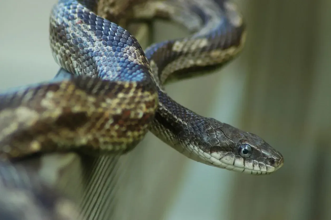 Gray rat snakes have Dark to light gray with brown blotches.