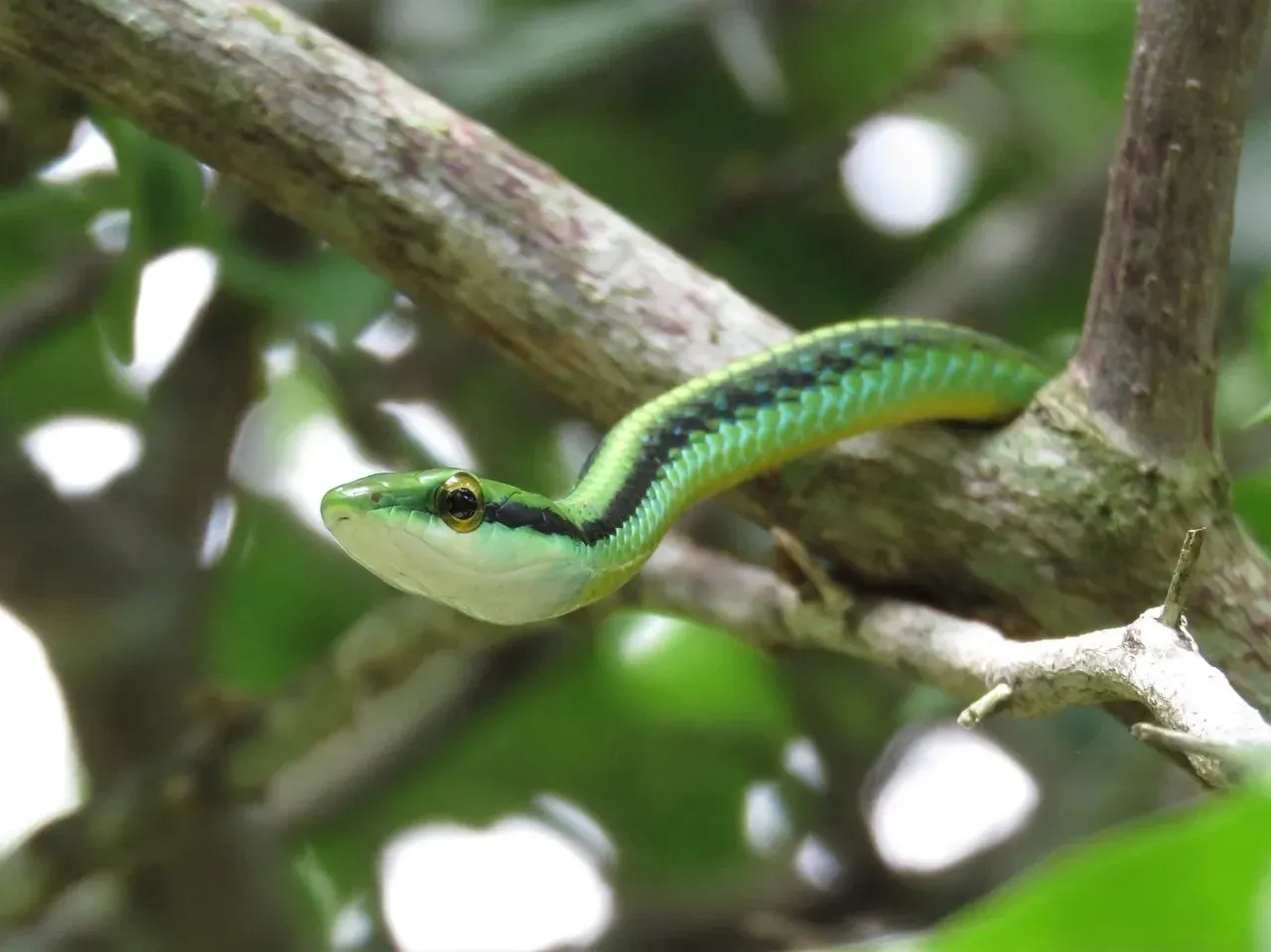 Learn all about vine snakes here.