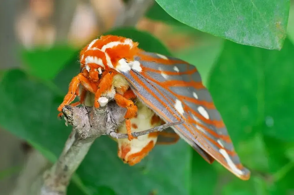 Fun Regal Moth Facts For Kids | Kidadl