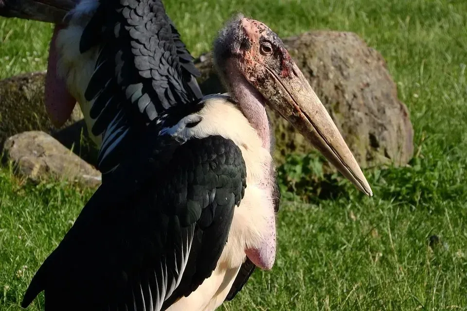 Talking about Marabou stork's (Leptoptilos crumeniferus) head and neck, it is usually bald with no feathers except for maybe a tuft of hair.