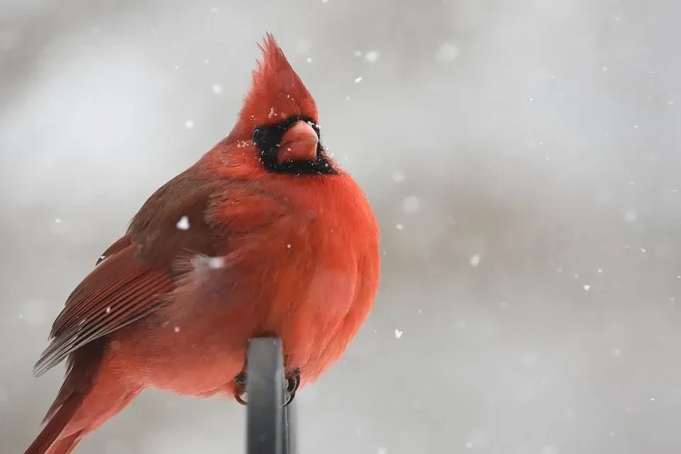 The northern cardinal bird has a beautiful red plumage.