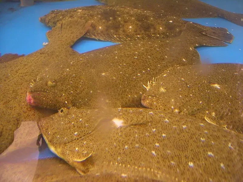 Olive Flounders can grow to be very large, even as big as some sharks.
