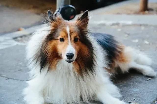 Rough Collie has a thick, silky, long coat in a mix of colors like white, black, brown.