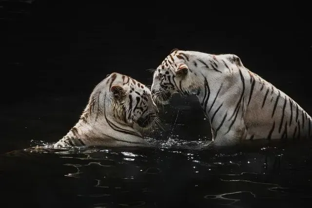 A white tiger can swim and hunt in water easily.