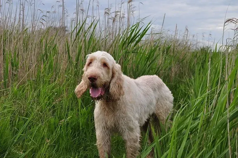 The Spinone Italiano was traditionally a hunting dog.