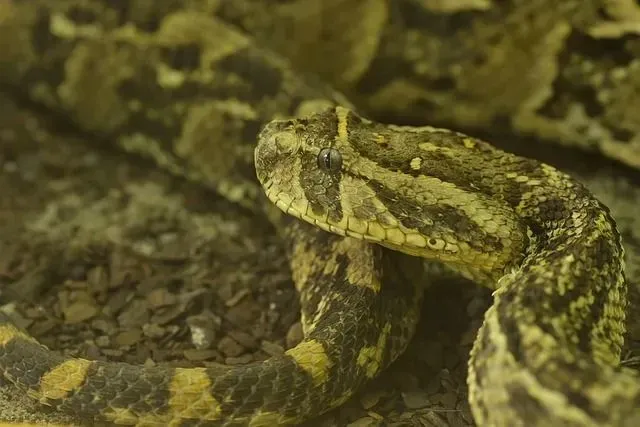 Puff adder venom is capable of causing severe damage to the victim.