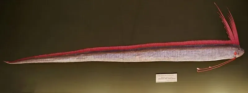 Giant ocean oarfish swim up near the surface of the water when they are unwell.