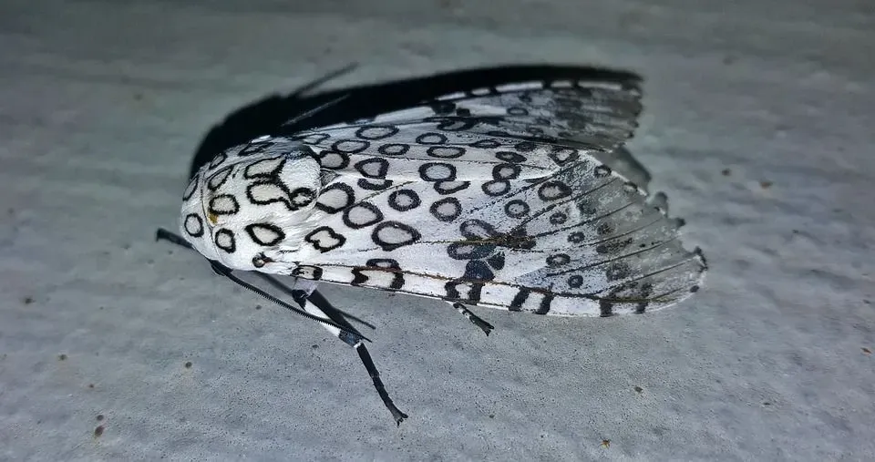 A giant leopard moth is attracted to bright lights and have black spots on its white wings.