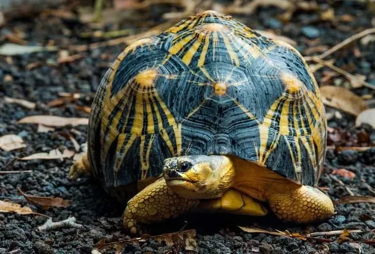 Radiated tortoises' shells are very attractive, and one of the reasons they are hunted