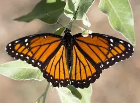 Viceroy butterflies show a slow flap and glide flying pattern.