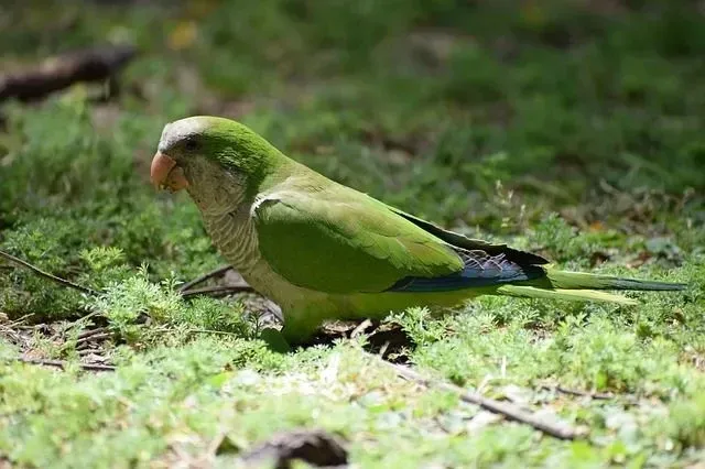 Monk parakeets are also known as the quaker parrot.