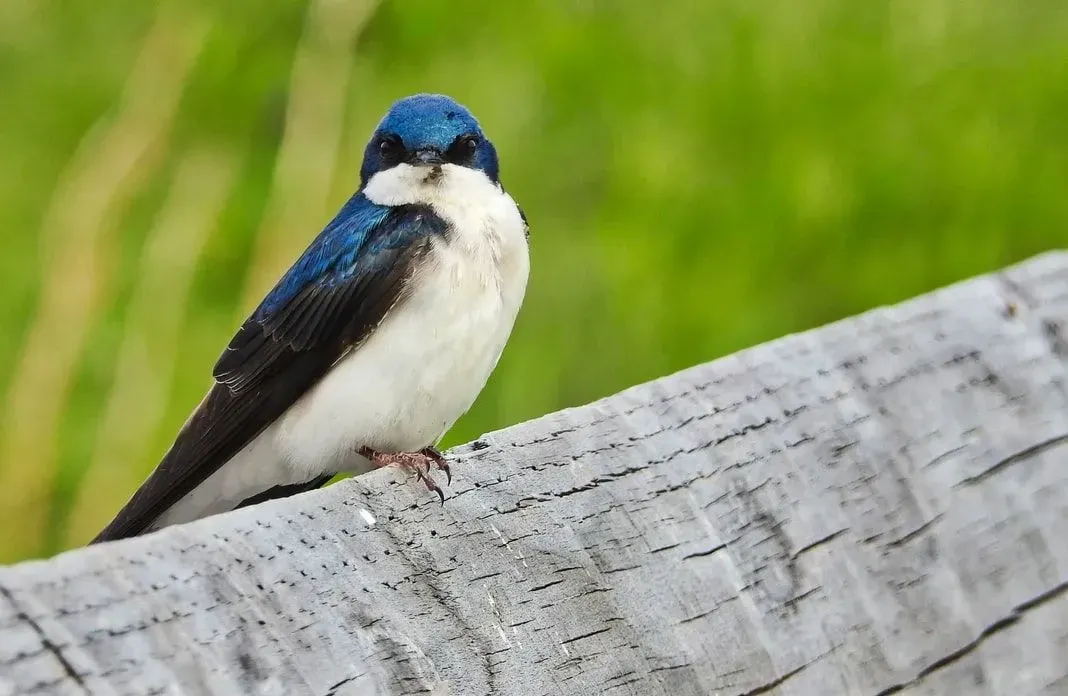 Swallow birds belong to the family hirundininae.