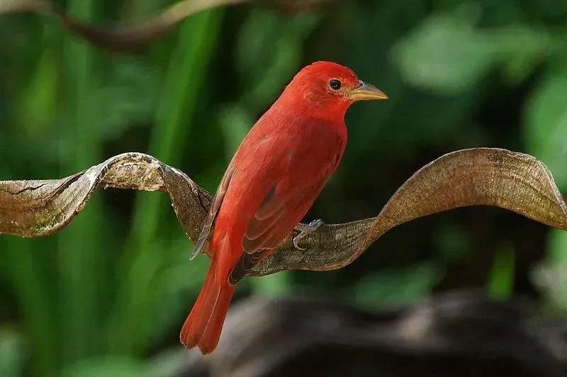 Sightings of a male and female pair of Summer Tanagers are rare as they usually take shelter on treetops.
