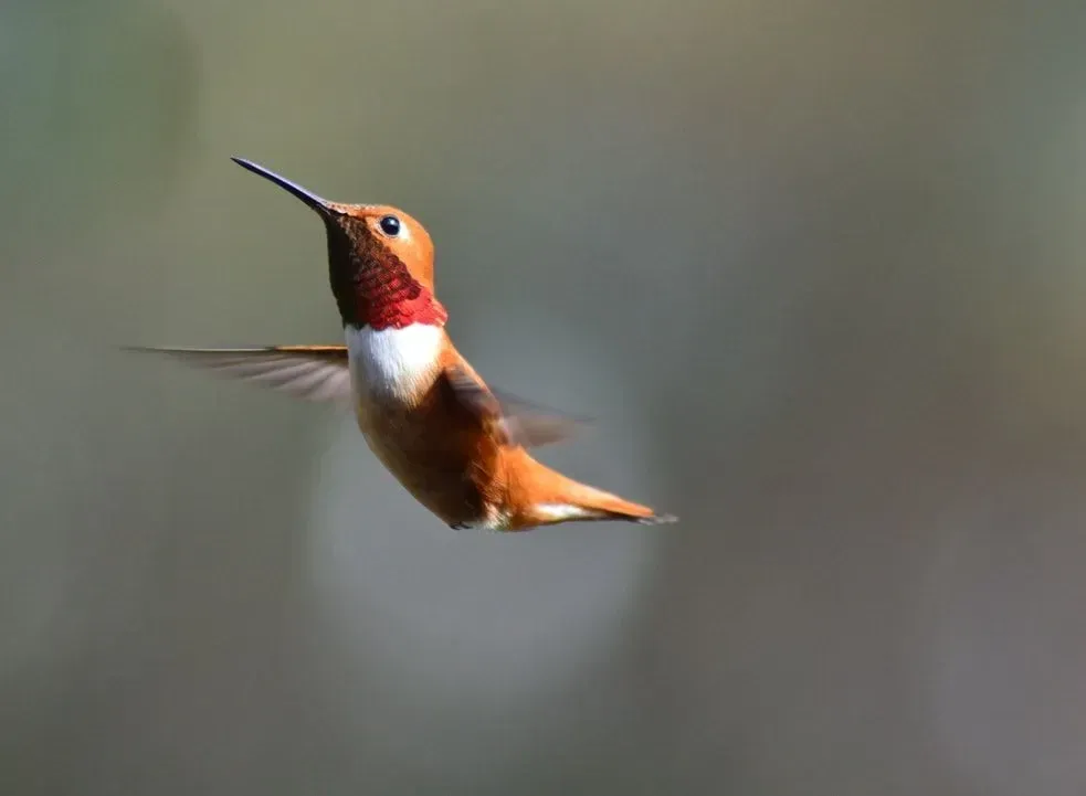 Rufous hummingbird facts are all about long-distance and skilled flight.