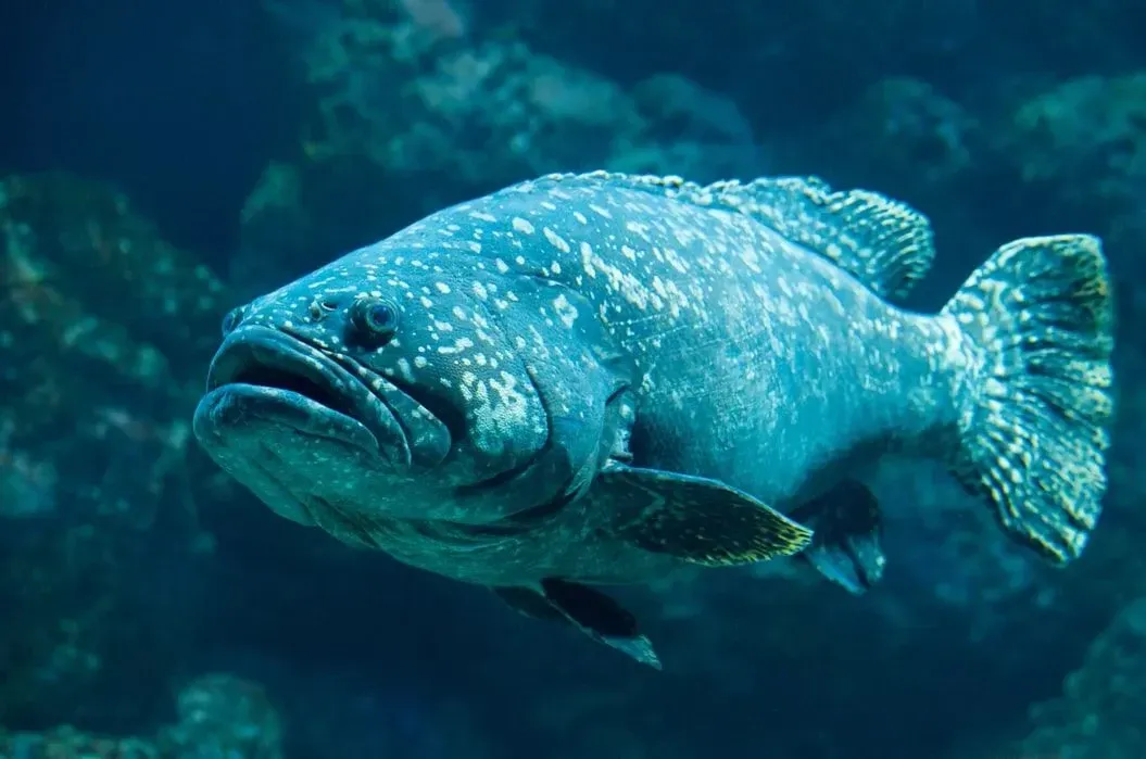 A giant grouper has dark spots on its body.