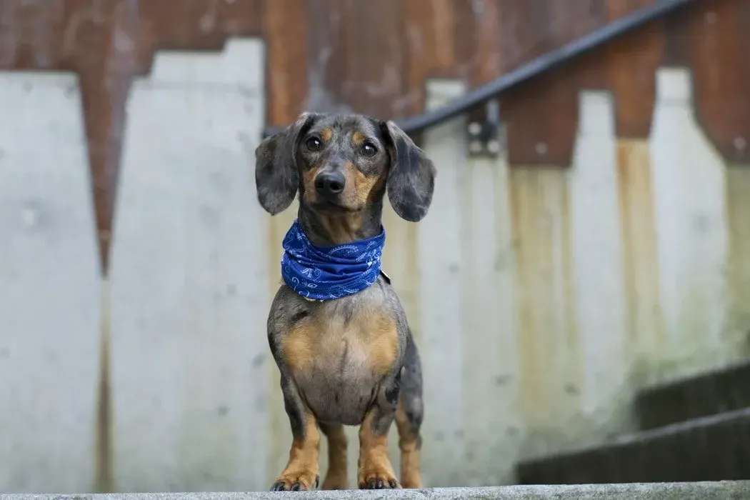 Dachshunds come in two sizes and have three coat varieties.