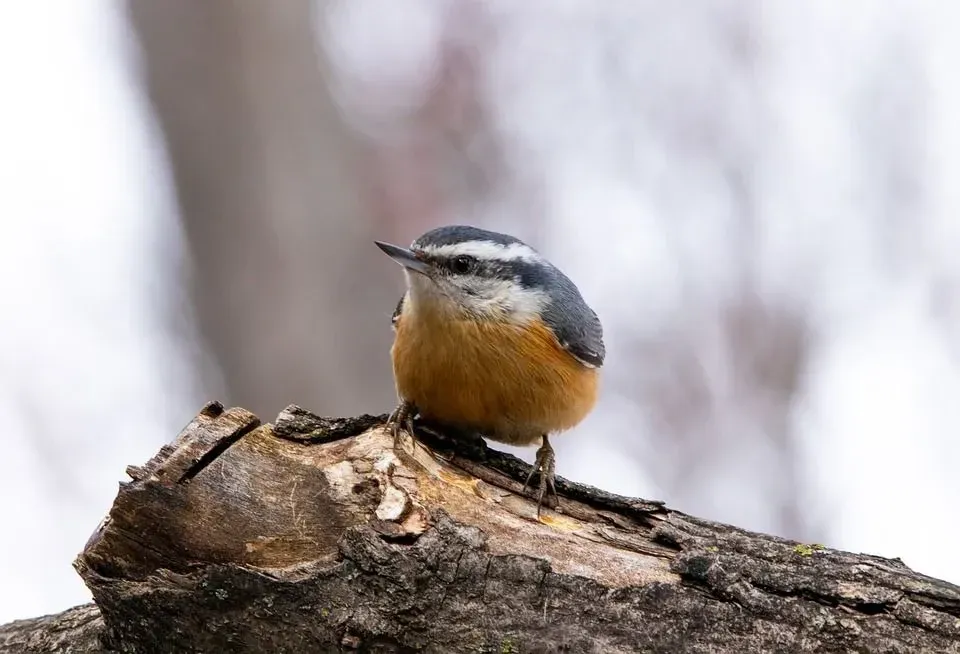 Check out the Red-Breasted Nuthatch images to know how they look.