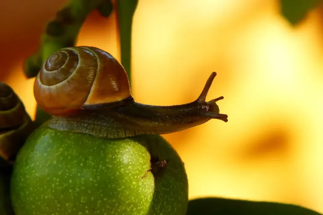 An apple snail is 2-3 inches long.