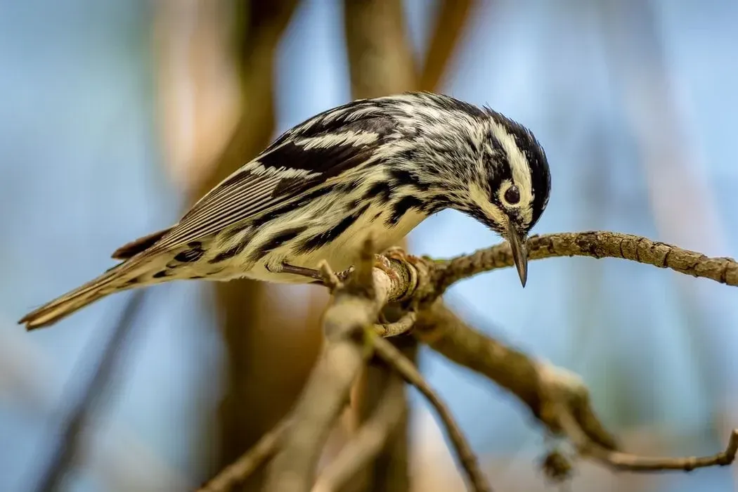 Black-and-white warblers have streamlined bodies with short tails and wide wingspans.