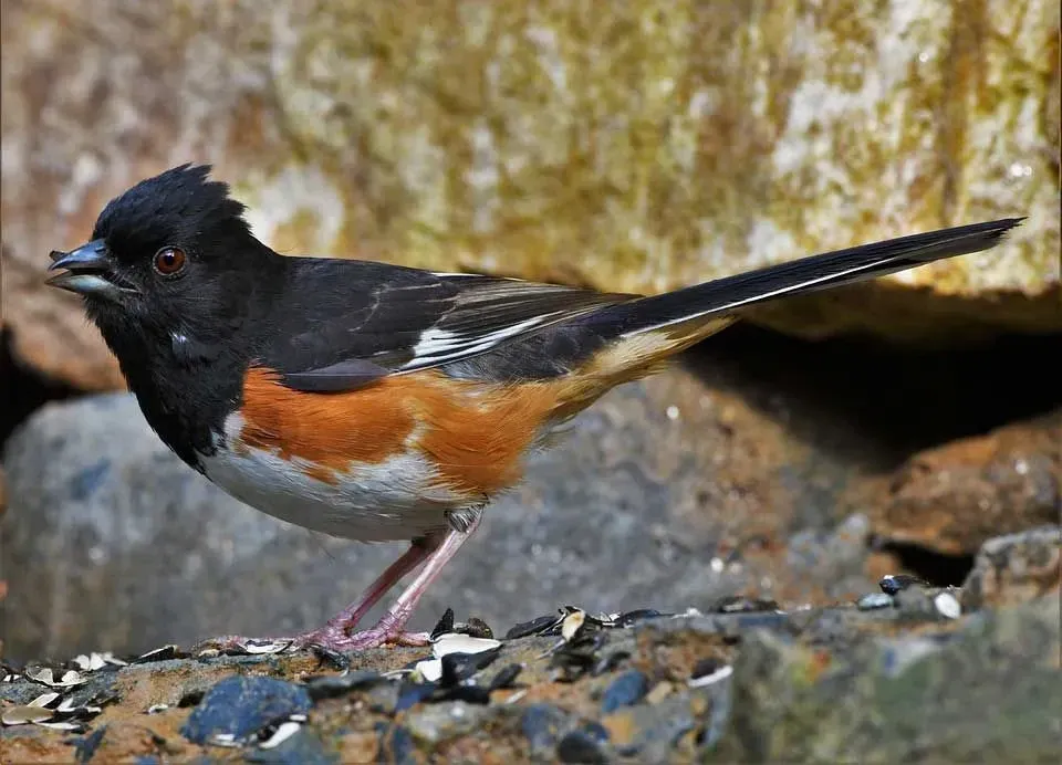 Eastern towhees have either white or red eyes