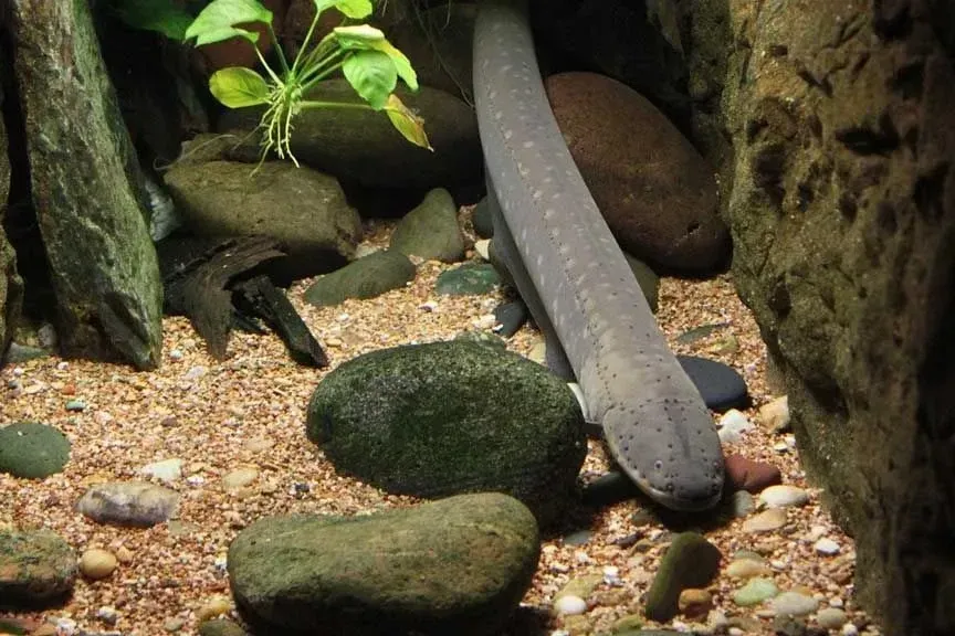 Eels and Candirus share a similar body type.