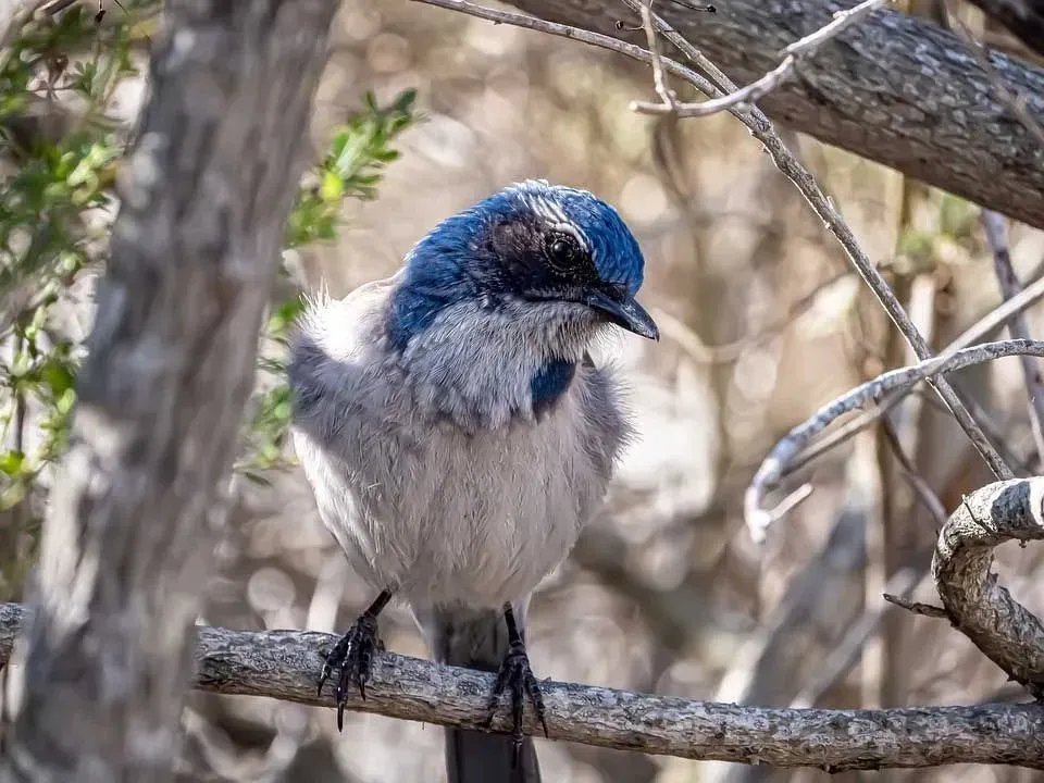The scrub jay species are seen in oak woodlands with oak scrub and pinyon pine trees.