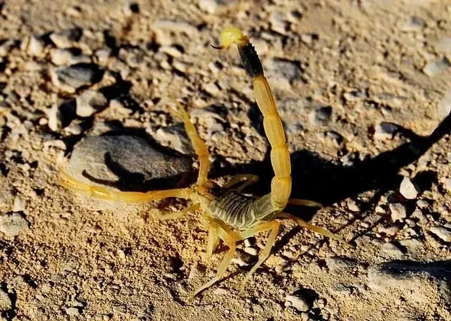 A deathstalker scorpion can hunt for its prey.