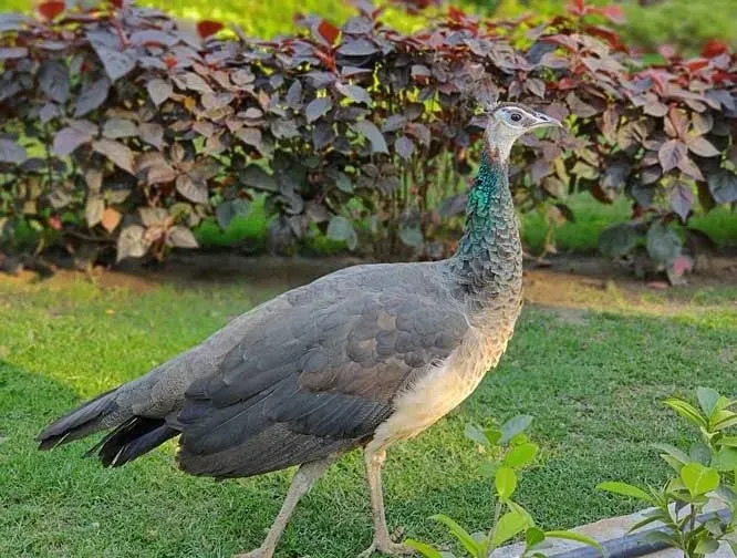 Peahen facts and information are educational!
