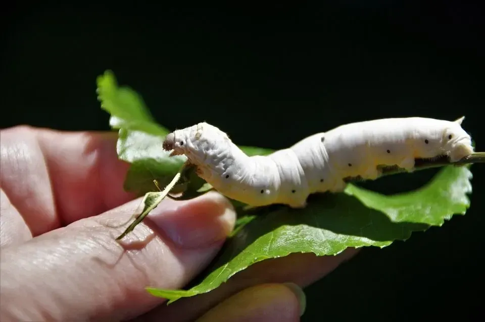 Silkworm fun facts include that silkworms love mulberry leaves.
