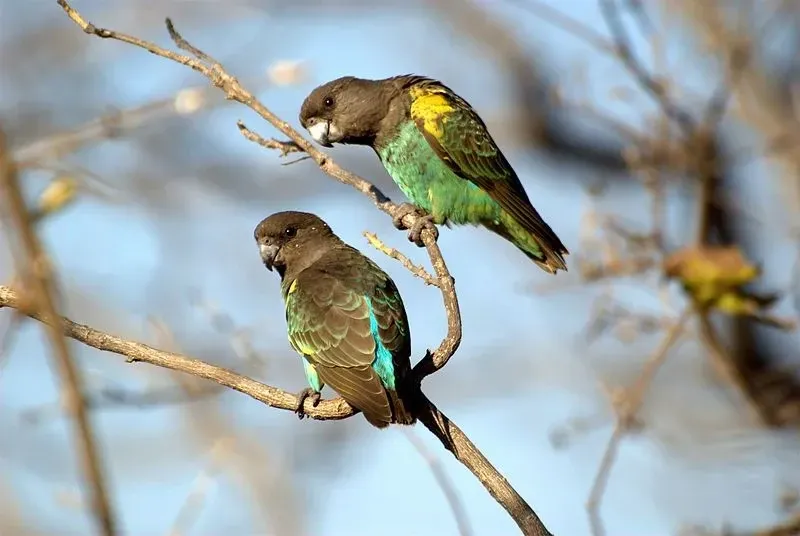 Meyer's Parrots are possibly the cutest parrots out there. 