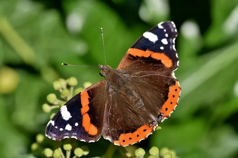 An adult red admiral has black-colored wings with small white spots and red-orange bands.