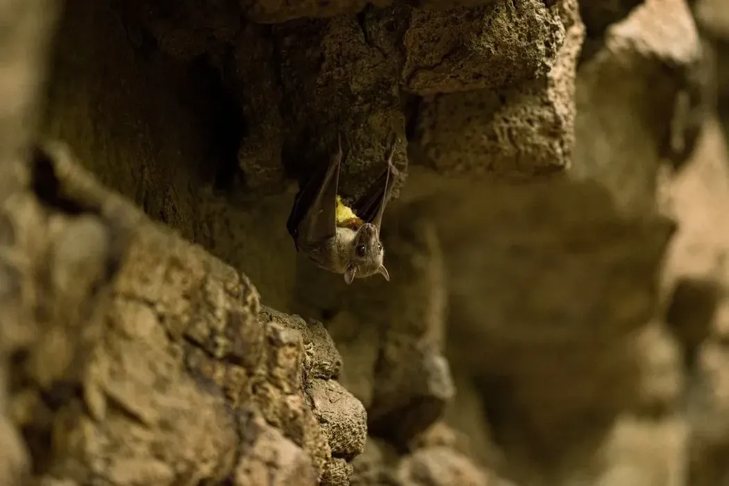 Ghost bats hang out in small groups, however, they may occasionally form larger groups.