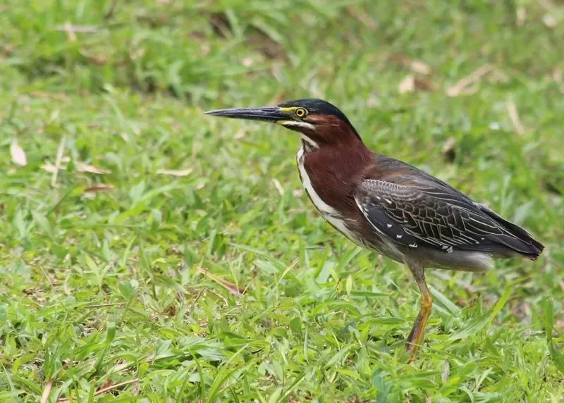 Green heron facts inspire us to learn more things from nature.