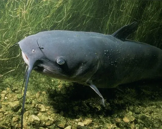A channel catfish has a cylindrical body
